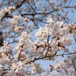 撮影：2018年3月29日［観音桜・南阿蘇村］