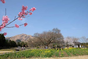 撮影：2018年3月29日［一心行の大桜・南阿蘇村］