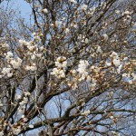 撮影：2018年3月29日［一心行の大桜・南阿蘇村］