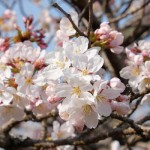 撮影：2018年3月29日［観音桜・南阿蘇村］