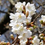 撮影：2018年3月29日［一心行の大桜・南阿蘇村］