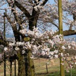 撮影：2018年3月29日［観音桜・南阿蘇村］