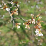 撮影：2018年3月29日［一心行の大桜・南阿蘇村］