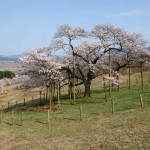 撮影：2018年3月29日［観音桜・南阿蘇村］