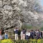 開花状況：2018年3月31日［一心行の大桜 南阿蘇村］