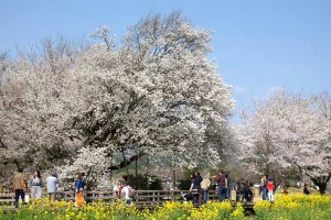 開花状況：2018年3月31日［一心行の大桜 南阿蘇村］