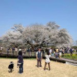 開花状況：2018年3月31日［一心行の大桜 南阿蘇村］