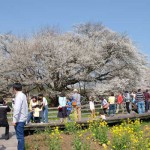 開花状況：2018年3月31日［一心行の大桜 南阿蘇村］