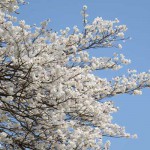 開花状況：2018年3月31日［一心行の大桜 南阿蘇村］