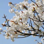 開花状況：2018年3月31日［一心行の大桜 南阿蘇村］