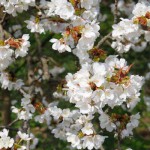 開花状況：2018年3月31日［一心行の大桜 南阿蘇村］