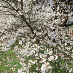 開花状況：2018年3月31日［一心行の大桜 南阿蘇村］