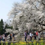 開花状況：2018年3月31日［一心行の大桜 南阿蘇村］