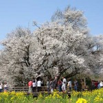 開花状況：2018年3月31日［一心行の大桜 南阿蘇村］