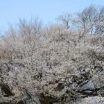 開花状況：2018年3月31日［一心行の大桜 南阿蘇村］