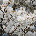 開花状況：2018年3月31日［一心行の大桜 南阿蘇村］