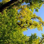 下城の大イチョウ［阿蘇小国町 紅葉名所］