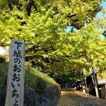 下城の大イチョウ［阿蘇小国町 紅葉名所］
