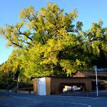 下城の大イチョウ［阿蘇小国町 紅葉名所］