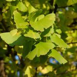 下城の大イチョウ［阿蘇小国町 紅葉名所］