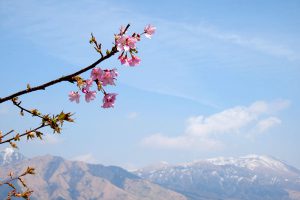 アスペクタ桜公園［南阿蘇村：桜 名所］