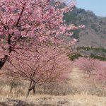 アスペクタ桜公園［南阿蘇村：桜 名所］