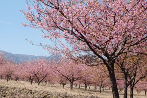 アスペクタ桜公園［南阿蘇村：桜 名所］