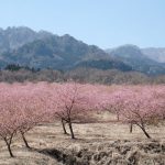 アスペクタ桜公園［南阿蘇村：桜 名所］