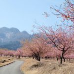 アスペクタ桜公園［南阿蘇村：桜 名所］