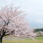 アスペクタ桜公園［南阿蘇村：桜 名所］