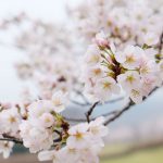 アスペクタ桜公園［南阿蘇村：桜 名所］