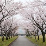 アスペクタ桜公園［南阿蘇村：桜 名所］