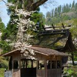 池の鶴の大桜［阿蘇市 小国町：桜 名所］