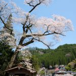 池の鶴の大桜［阿蘇市 小国町：桜 名所］