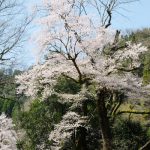 池の鶴の大桜［阿蘇市 小国町：桜 名所］