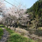 池の鶴の大桜［阿蘇市 小国町：桜 名所］