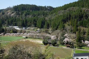 池の鶴の大桜［阿蘇市 小国町：桜 名所］