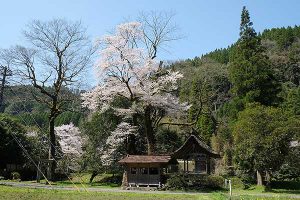 池の鶴の大桜［阿蘇市 小国町：桜 名所］