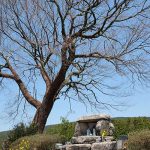 前原の一本桜［阿蘇市 小国町：桜 名所］