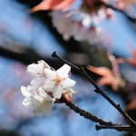 前原の一本桜［阿蘇市 小国町：桜 名所］