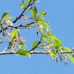 池の鶴の大桜［阿蘇市 小国町：桜 名所］