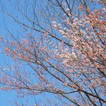 前原の一本桜［阿蘇市 小国町：桜 名所］