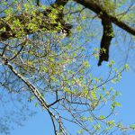 池の鶴の大桜［阿蘇市 小国町：桜 名所］