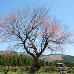 前原の一本桜［阿蘇市 小国町：桜 名所］