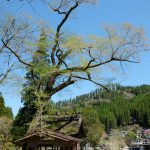 池の鶴の大桜［阿蘇市 小国町：桜 名所］