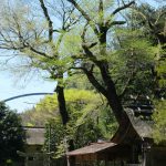 池の鶴の大桜［阿蘇市 小国町：桜 名所］