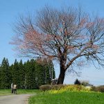 前原の一本桜［阿蘇市 小国町：桜 名所］