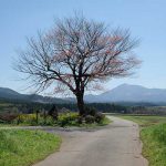 前原の一本桜［阿蘇市 小国町：桜 名所］