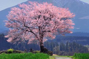 前原の一本桜［阿蘇市 小国町：桜 名所］