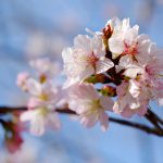 高森峠千本桜 九十九曲がり［阿蘇 高森町：桜 名所］